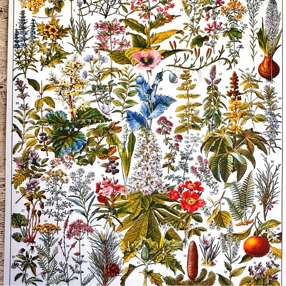 Vintage French Herbal Medicine Floral Scientific Chart Print 8x10 - Picture 4 of 6